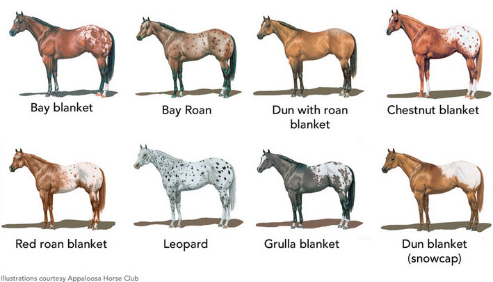 Blanket Fit - Horse Illustrated